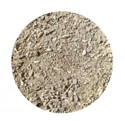 Szczeć Pospolita korzeń Cięty